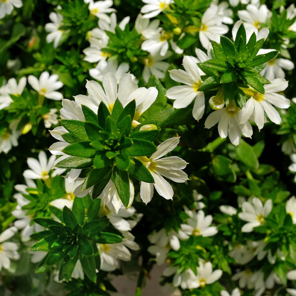 Siniviuhka Surdiva Blanc