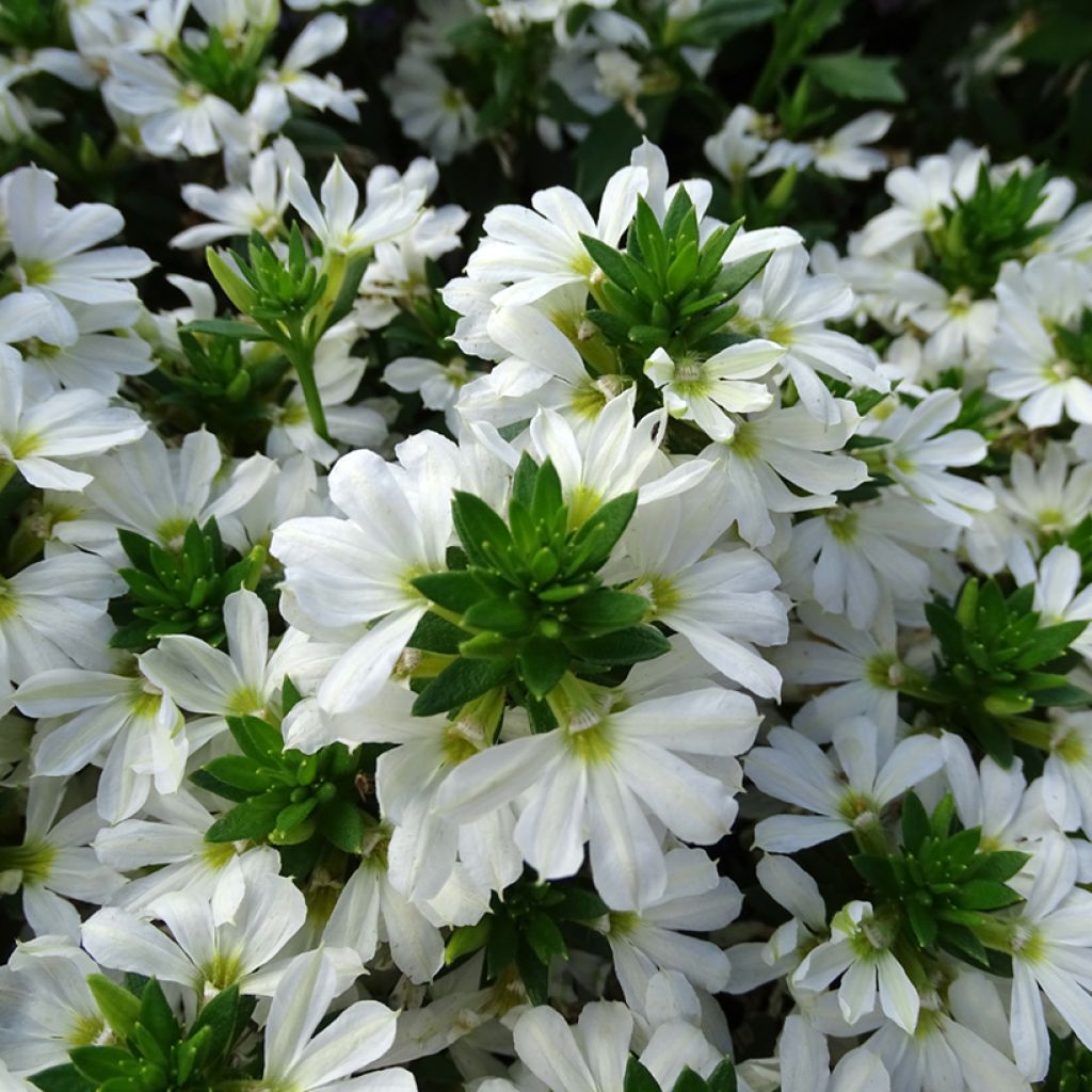 Siniviuhka Surdiva Blanc