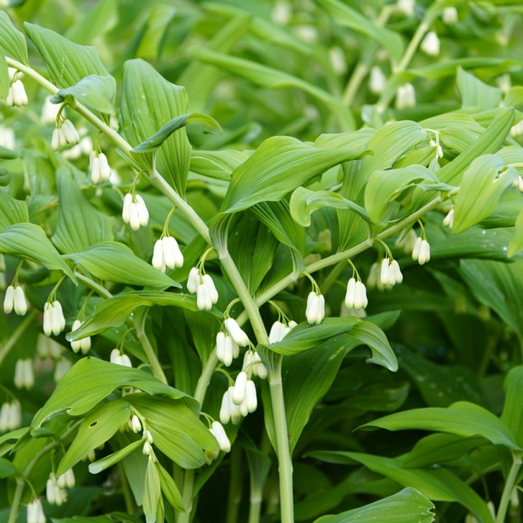 Kalliokielo - Polygonatum commutatum