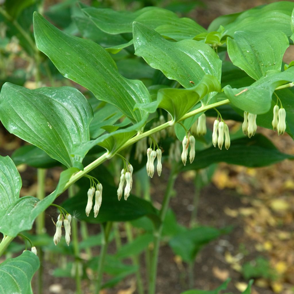 Lehtokielo - Polygonatum multiflorum