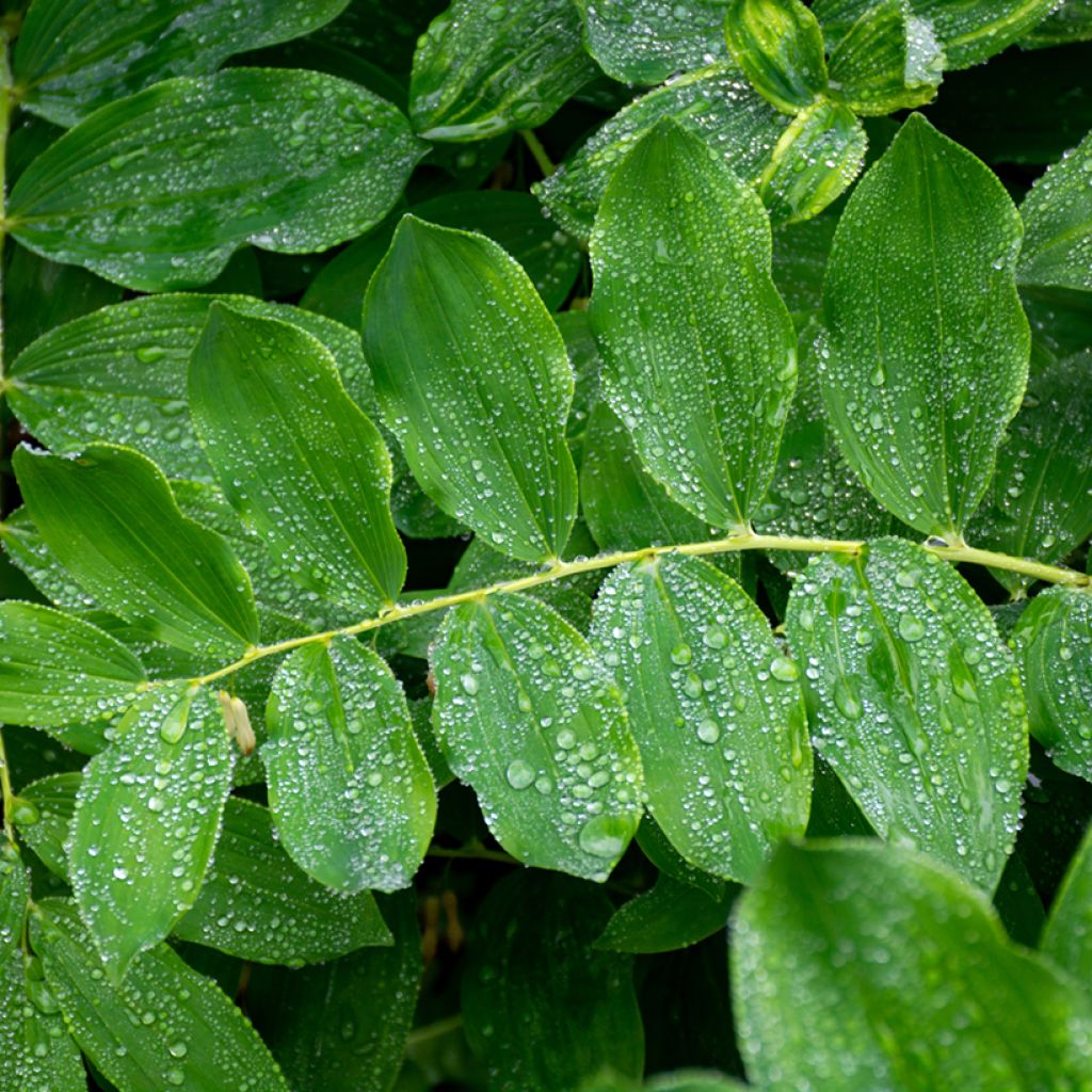 Lehtokielo - Polygonatum multiflorum