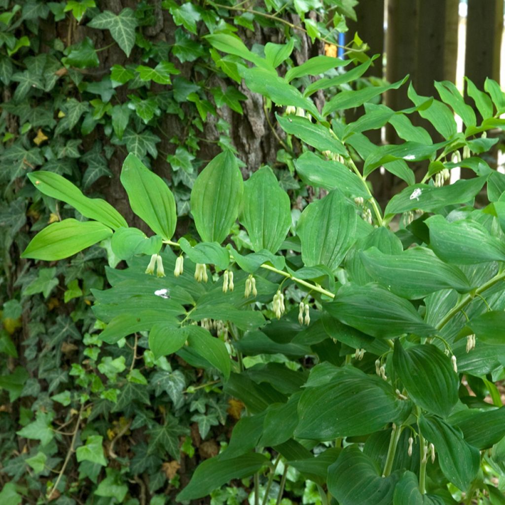 Lehtokielo - Polygonatum multiflorum