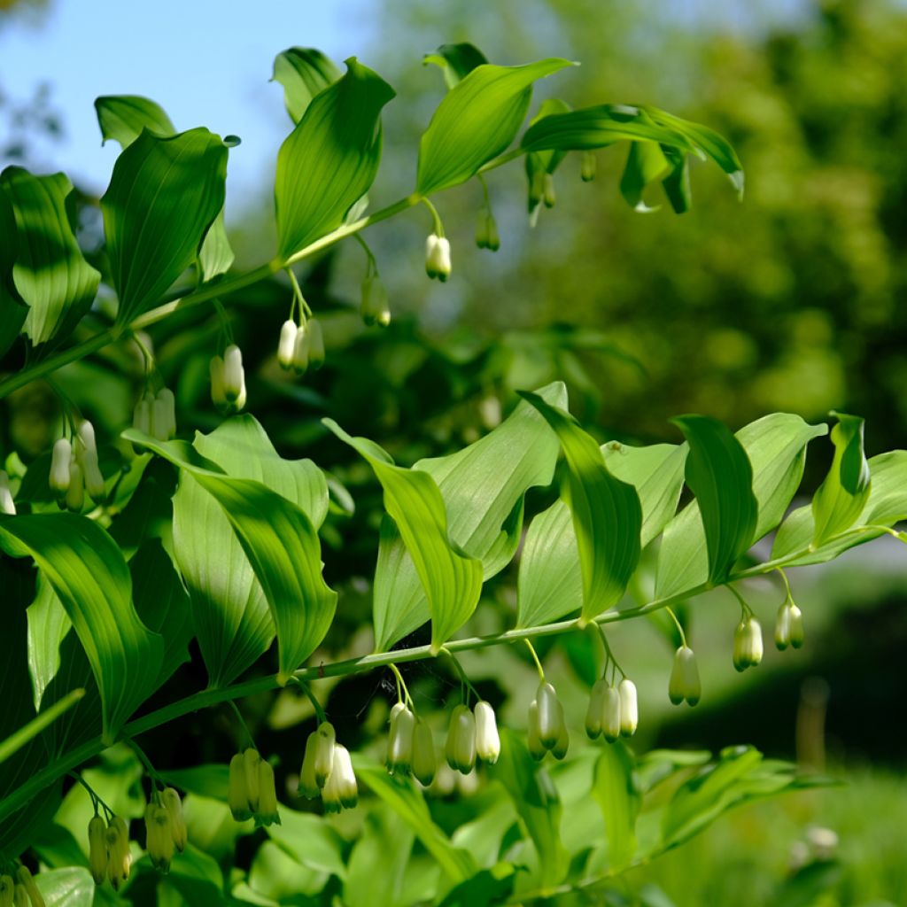 Kalliokielo - Polygonatum odoratum