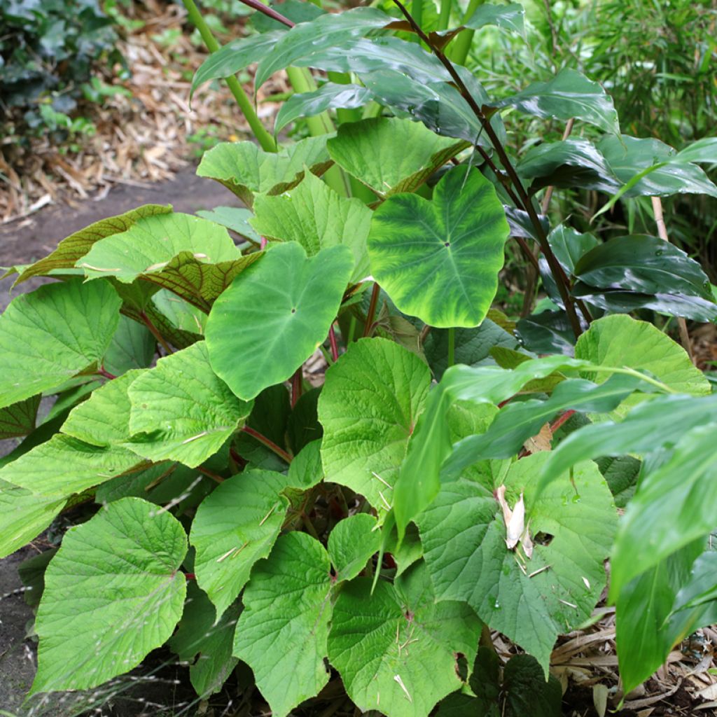 Kesäbegonia Torsa