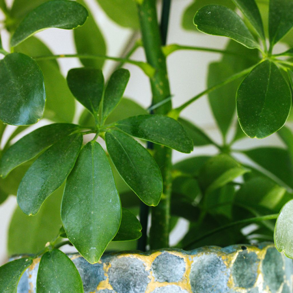 Siroliuska-aralia - Schefflera arboricola