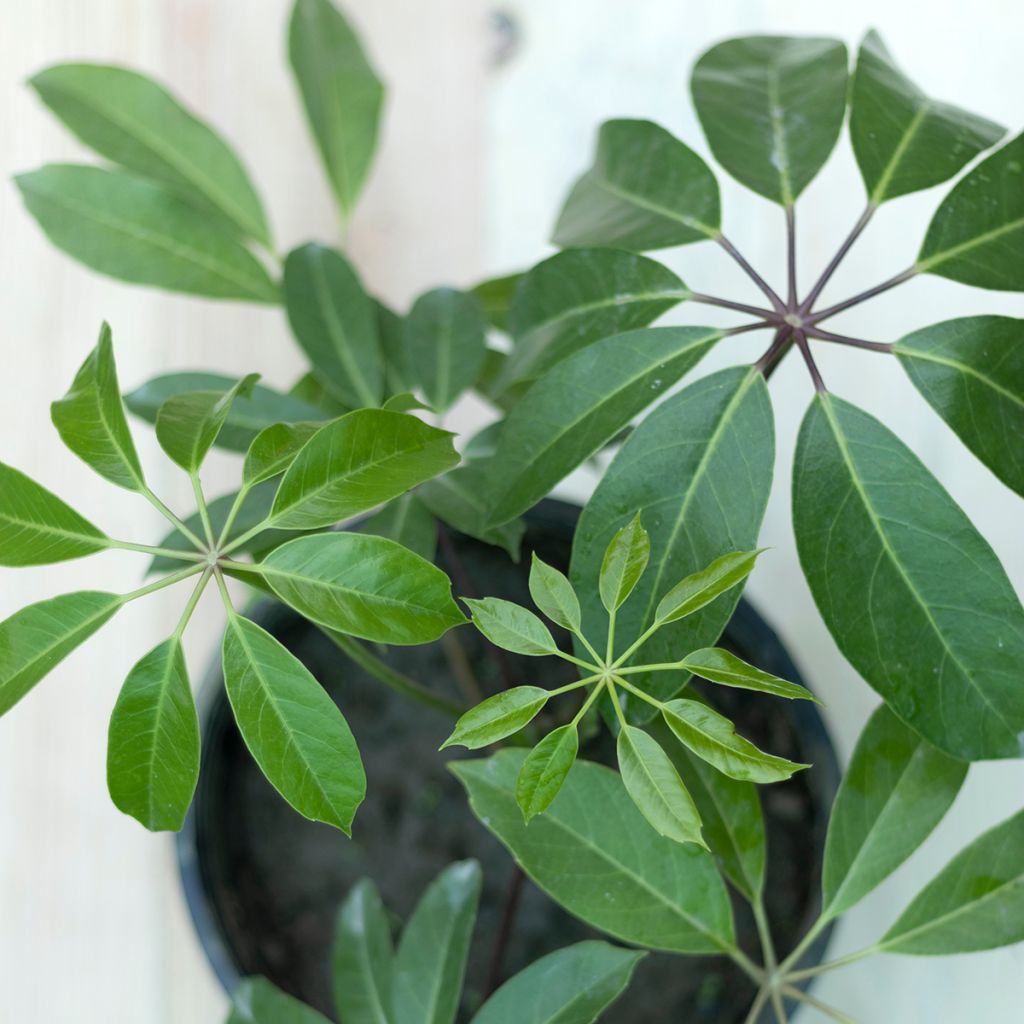 Schefflera actinophylla Amate
