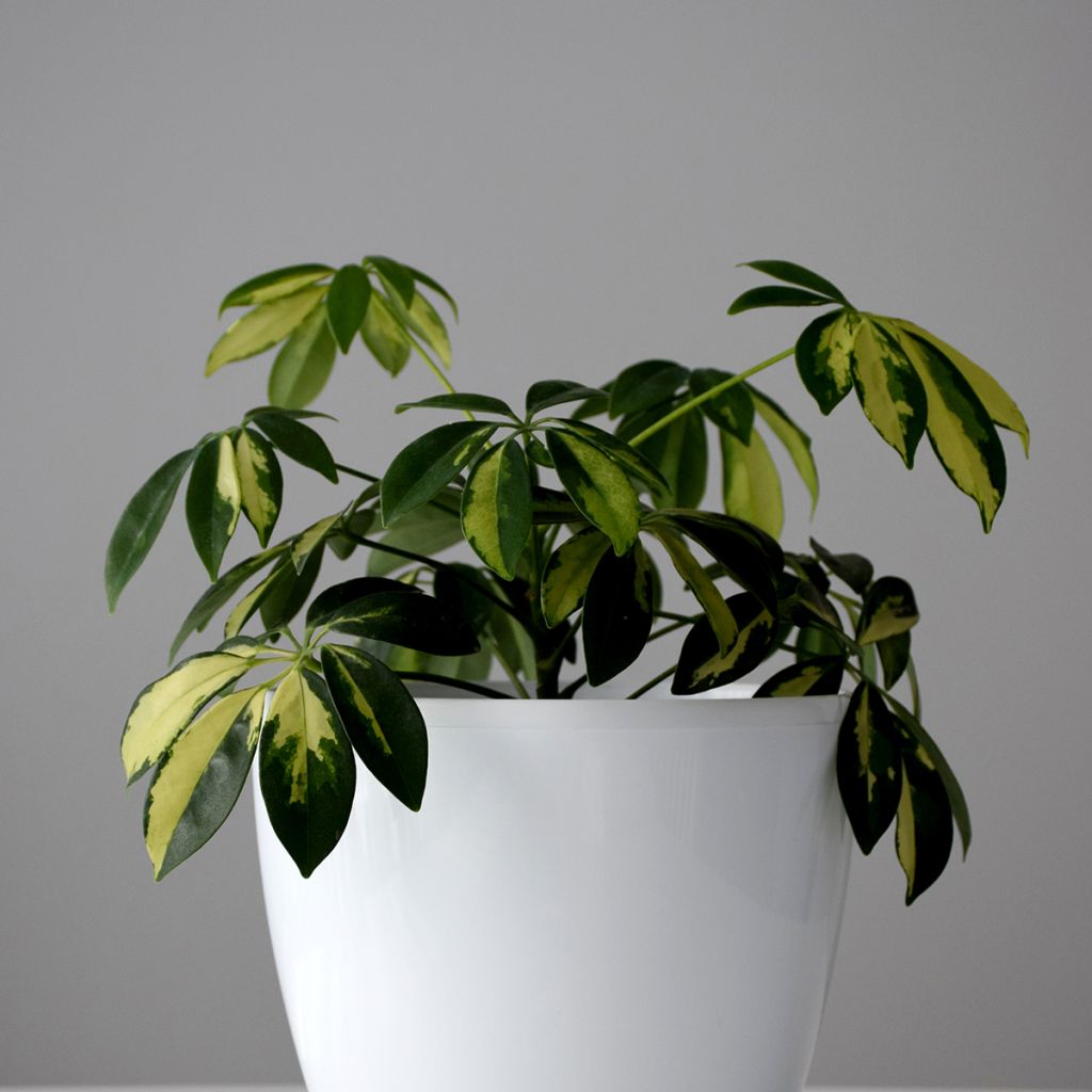 Siroliuska-aralia Madame De Smet