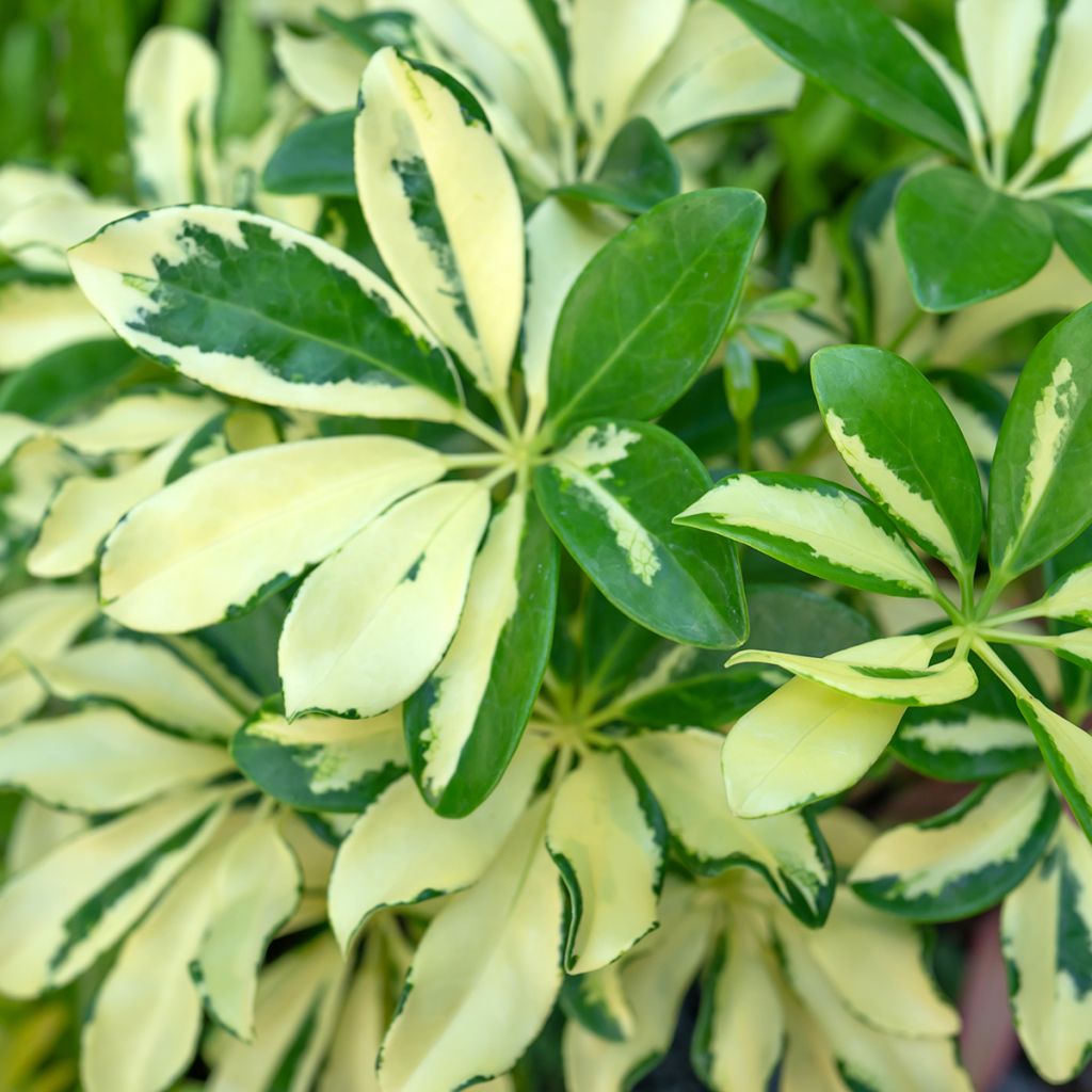 Siroliuska-aralia Madame De Smet