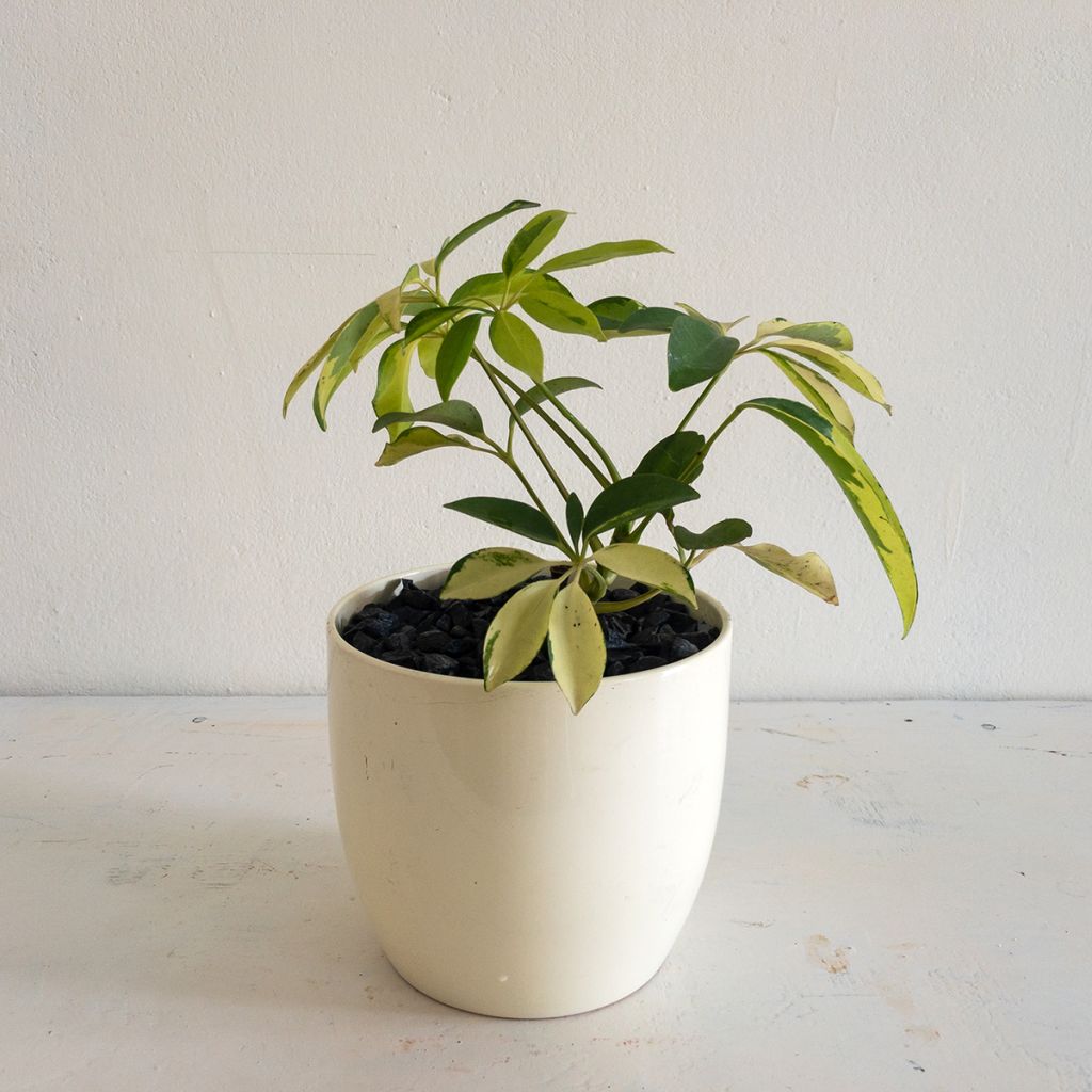Siroliuska-aralia Madame De Smet