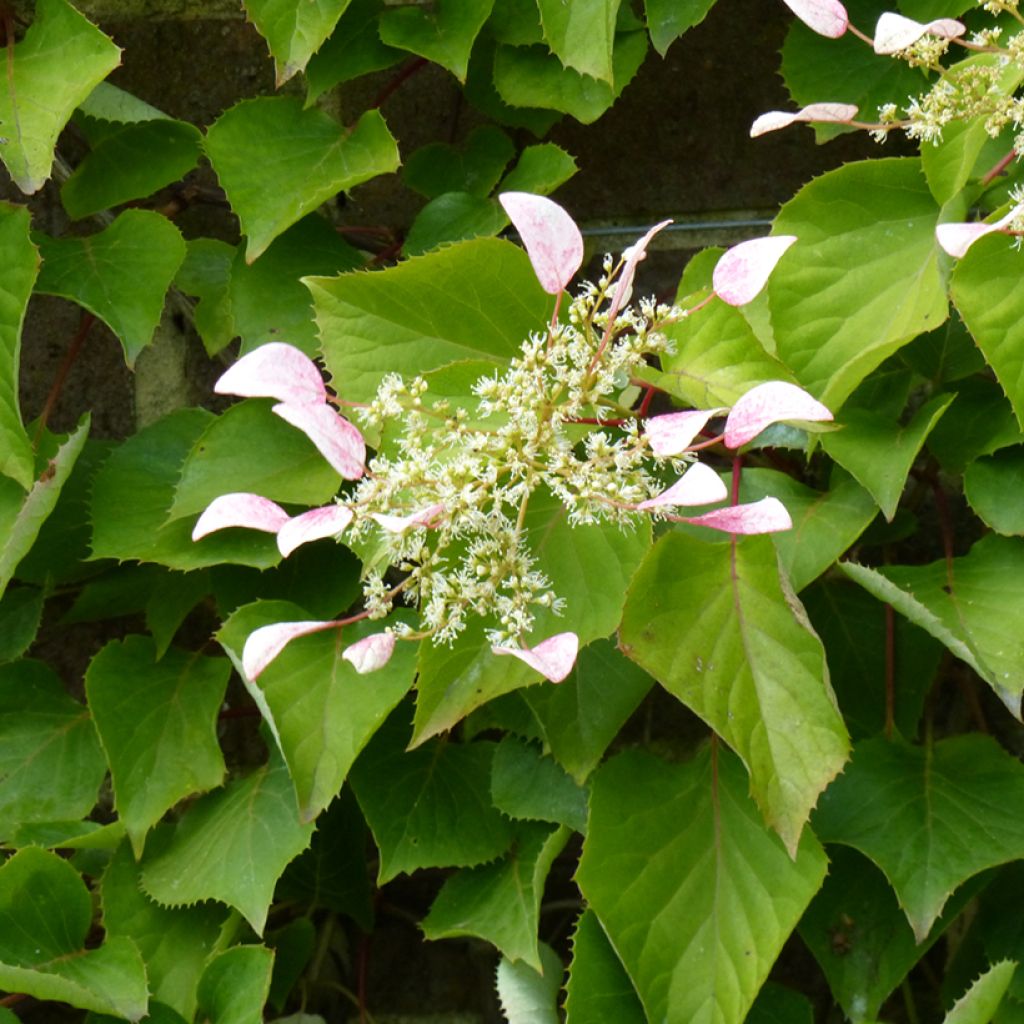 Herttahortensia - Schizophragma hydrangeoides