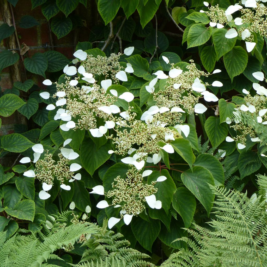 Herttahortensia - Schizophragma hydrangeoides