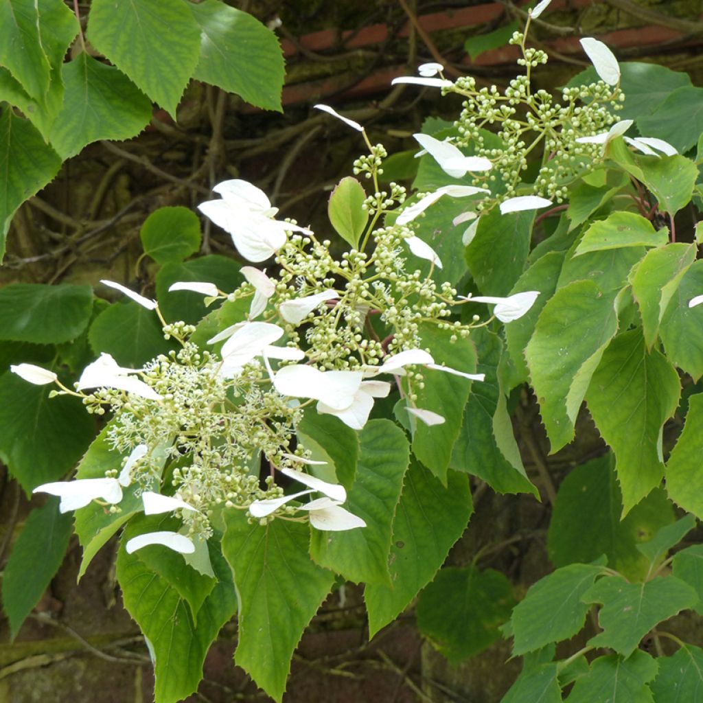 Herttahortensia - Schizophragma hydrangeoides