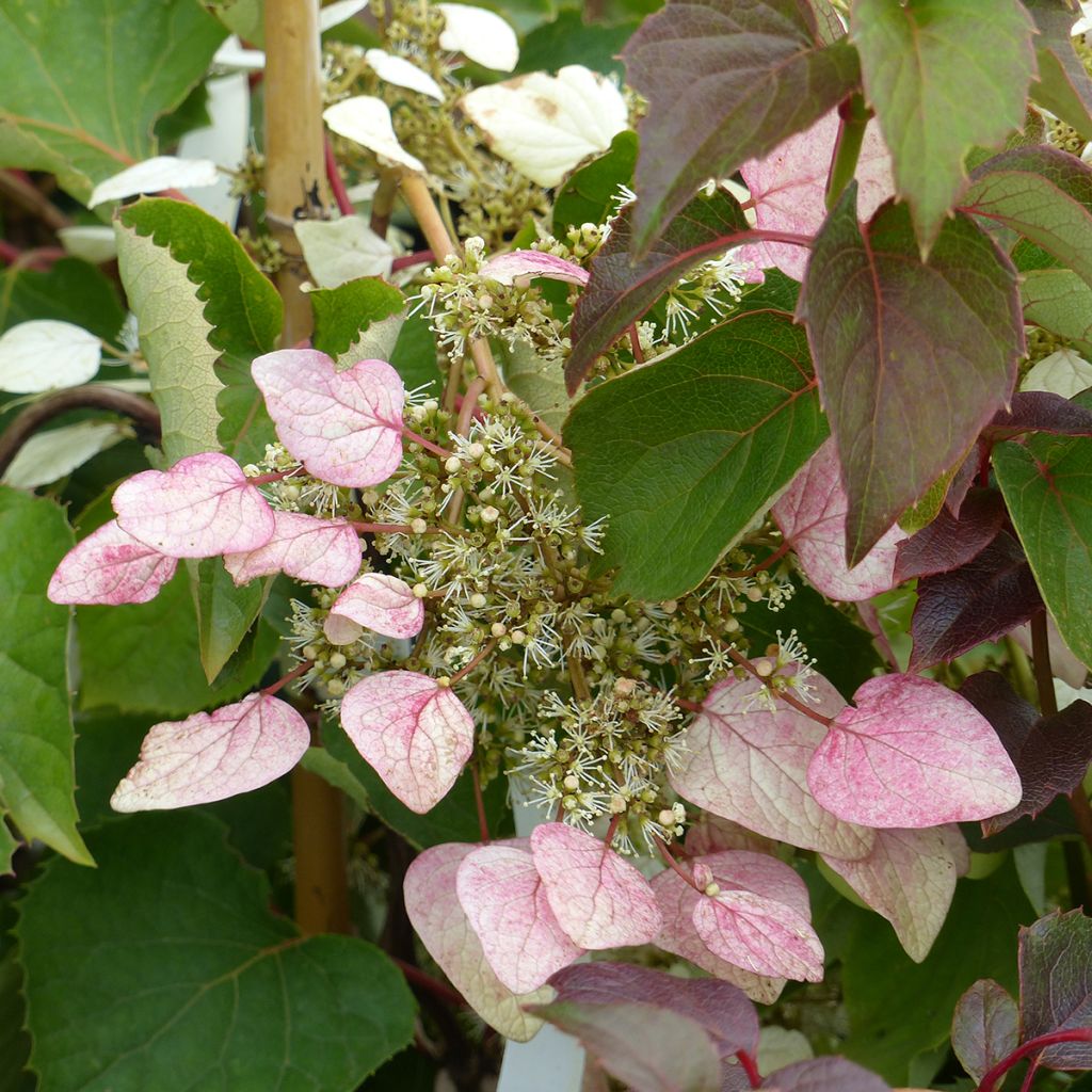 Herttahortensia Rose Sensation