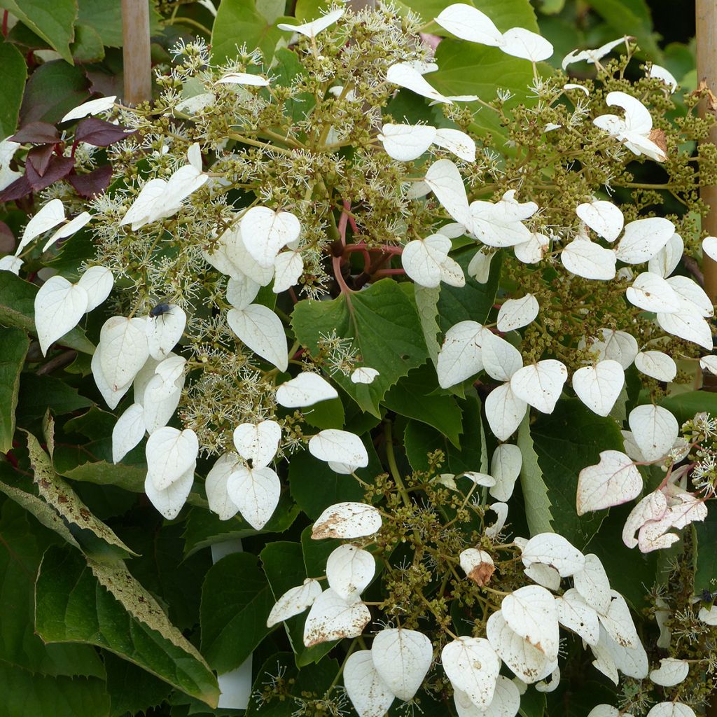 Herttahortensia Rose Sensation