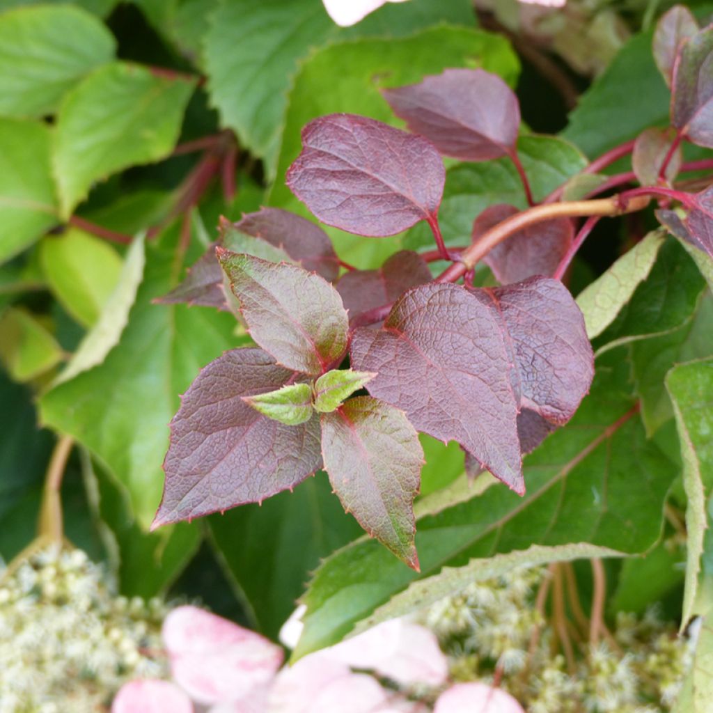 Herttahortensia Rose Sensation