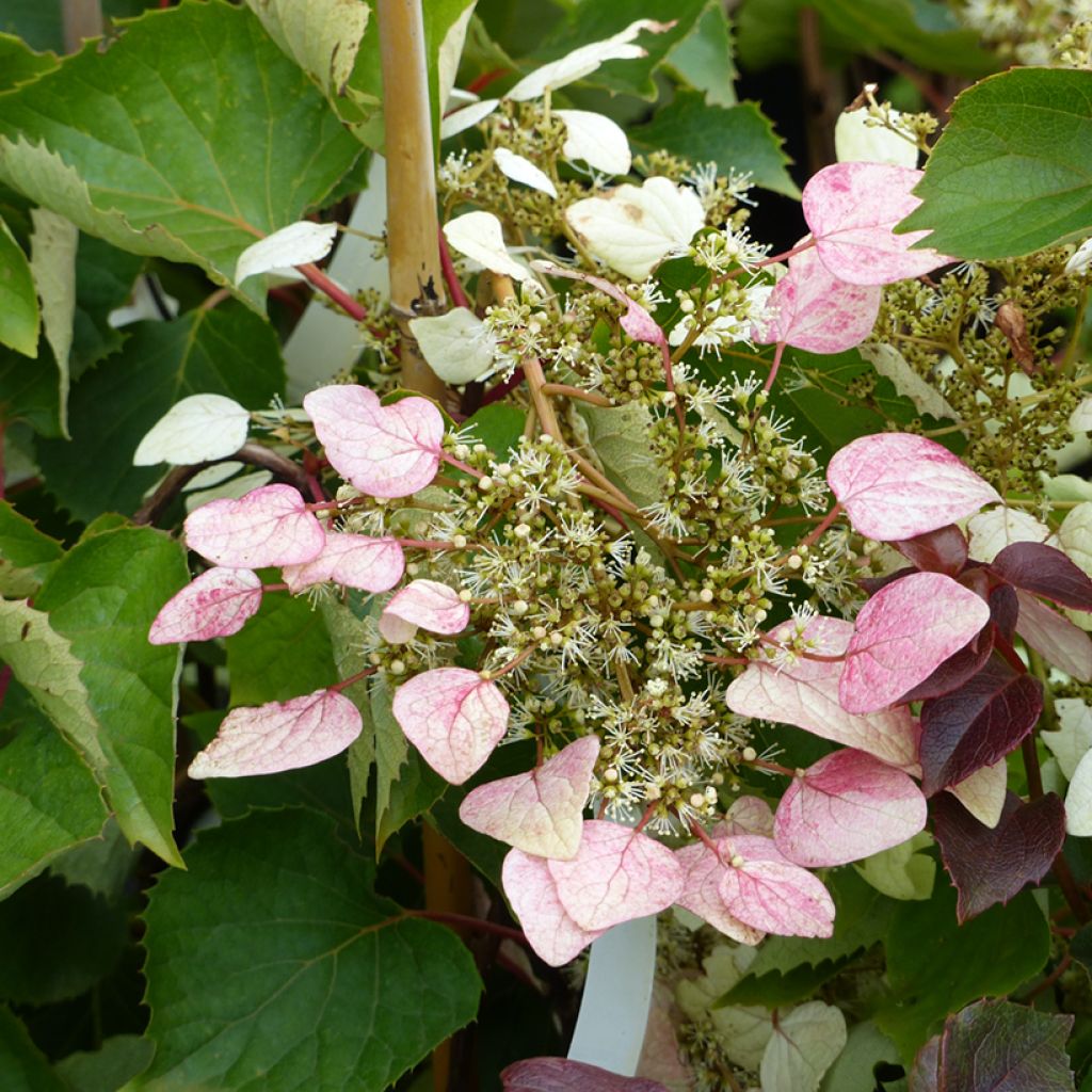 Herttahortensia Rose Sensation