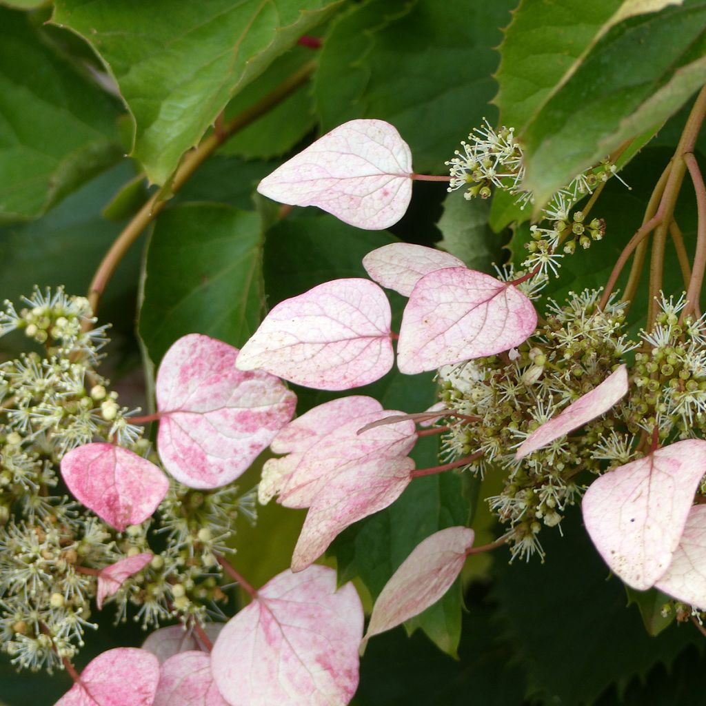 Herttahortensia Rose Sensation