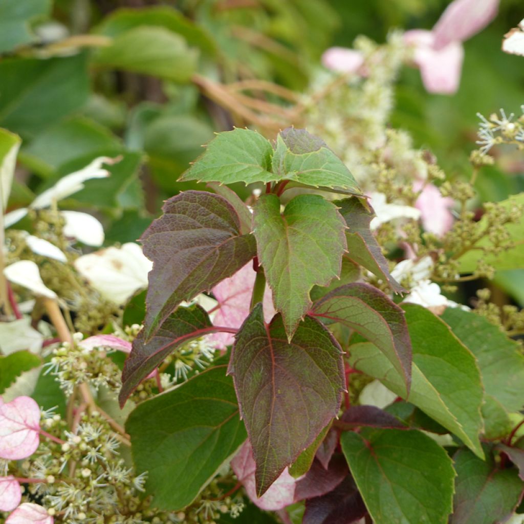 Herttahortensia Rose Sensation