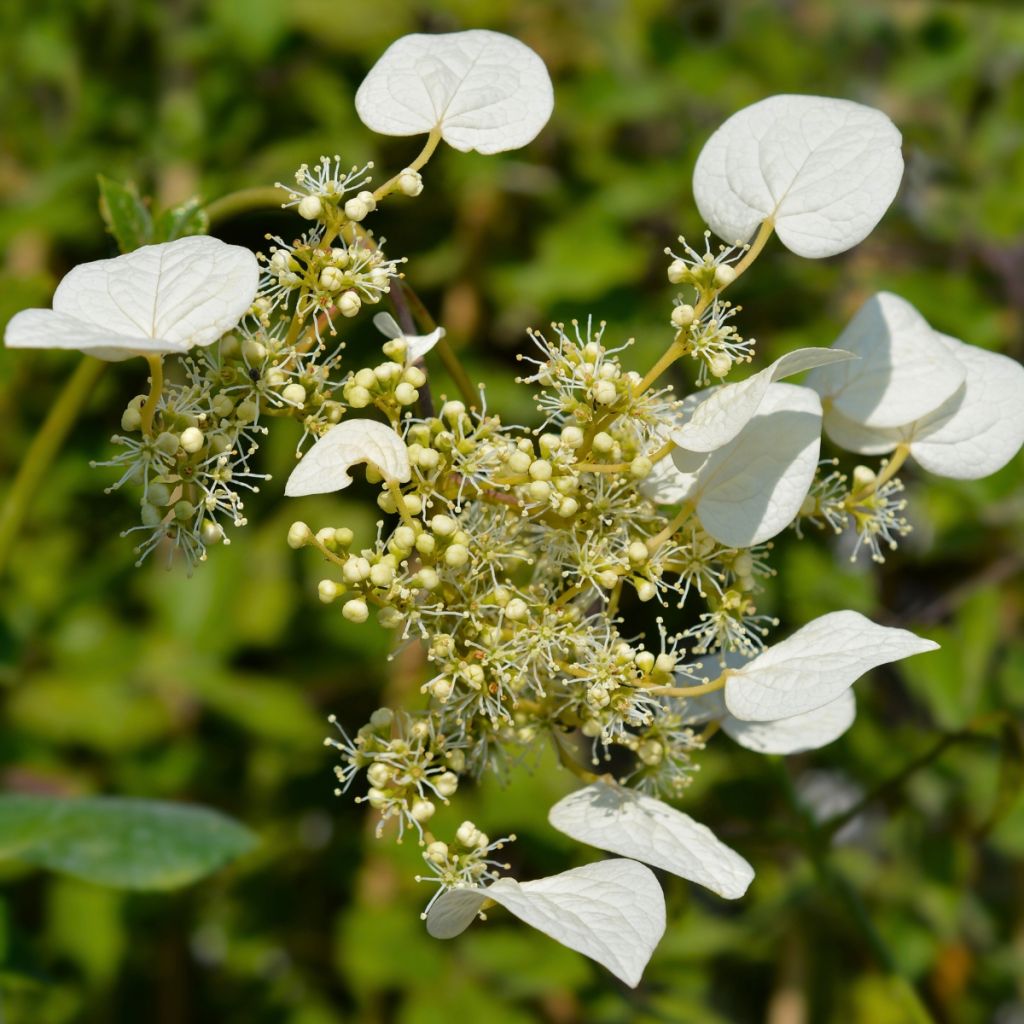 Herttahortensia Snow Sensation