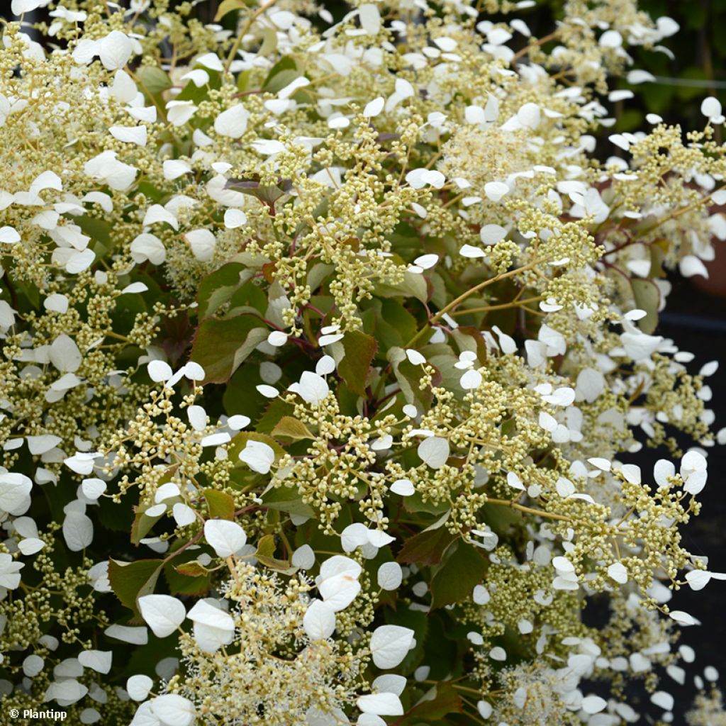 Herttahortensia Snow Sensation