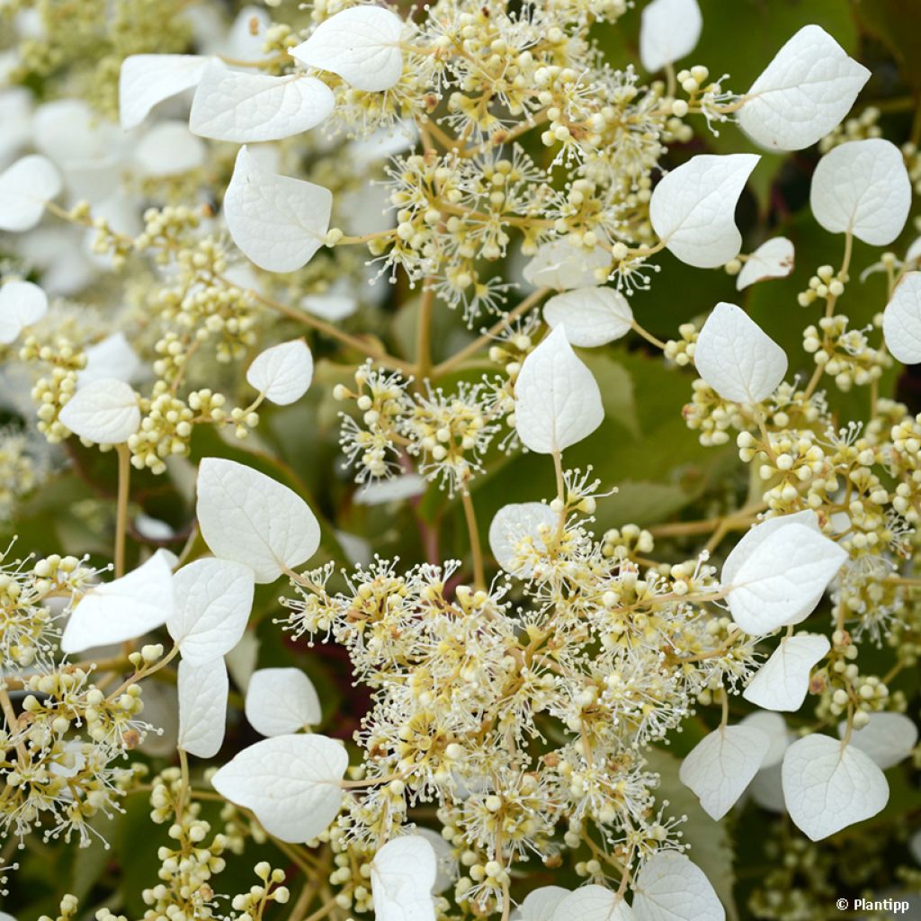 Herttahortensia Snow Sensation