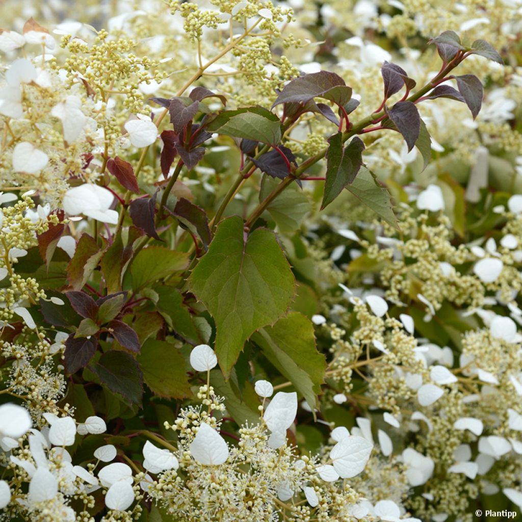 Herttahortensia Snow Sensation