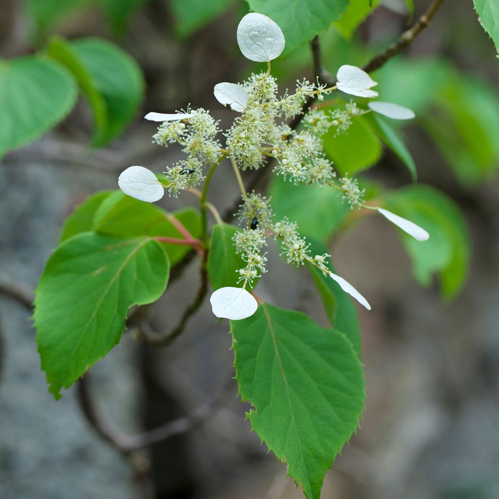 Herttahortensia - Schizophragma hydrangeoides