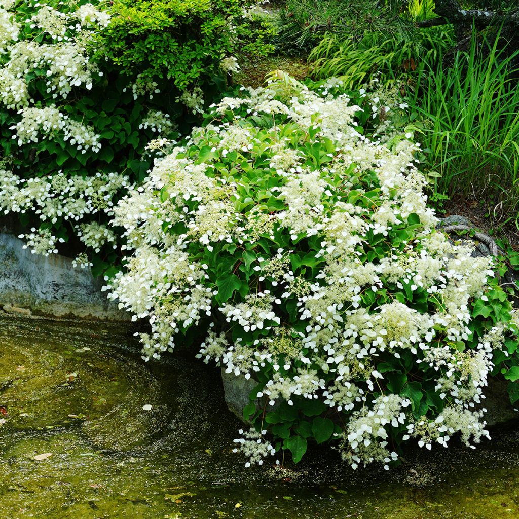 Herttahortensia - Schizophragma hydrangeoides