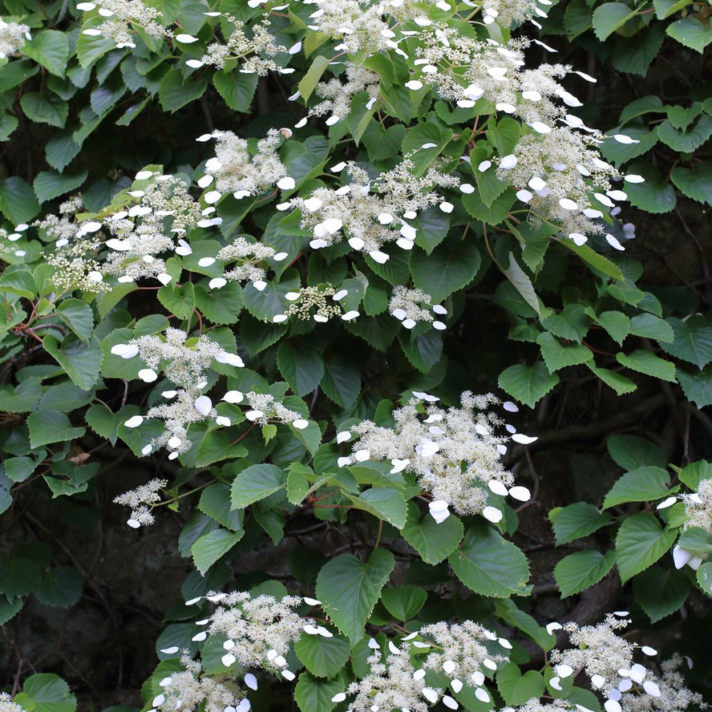 Herttahortensia - Schizophragma hydrangeoides