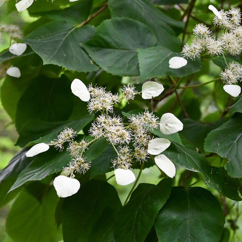 Herttahortensia - Schizophragma hydrangeoides