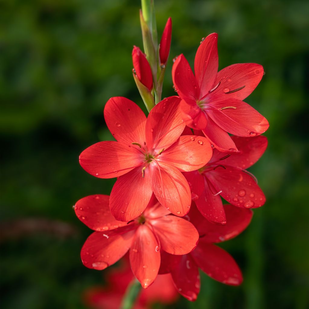 Schizostylis coccinea Major Lis des Cafres