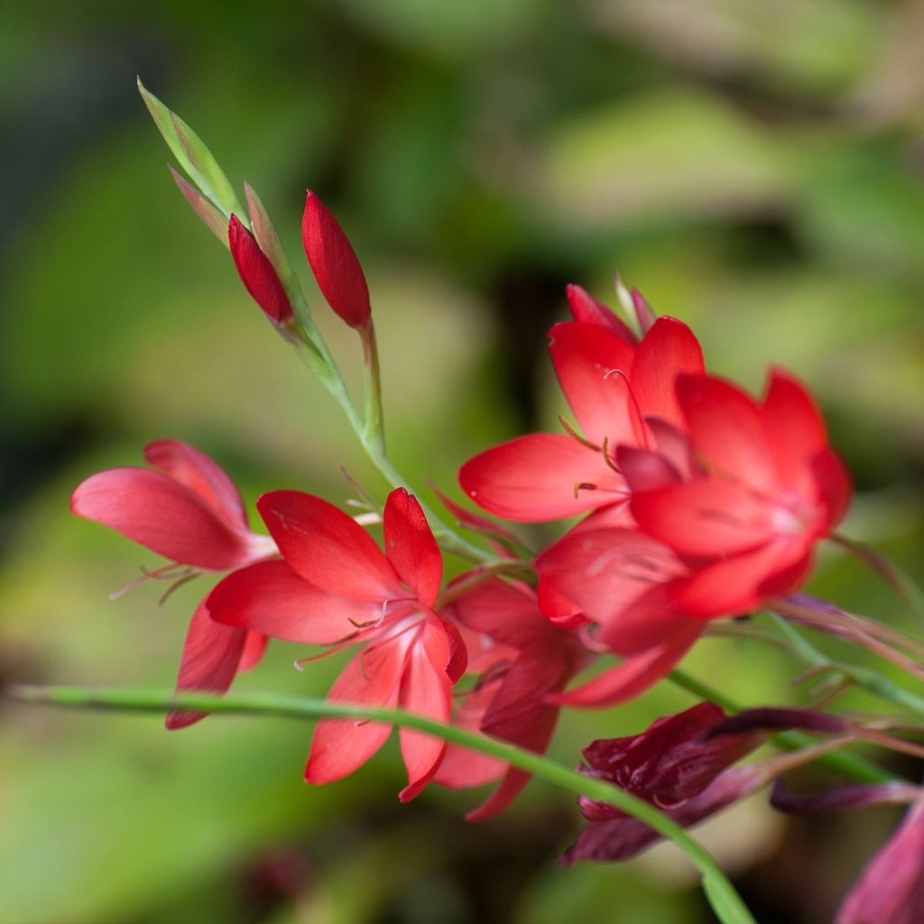 Schizostylis coccinea Major Lis des Cafres