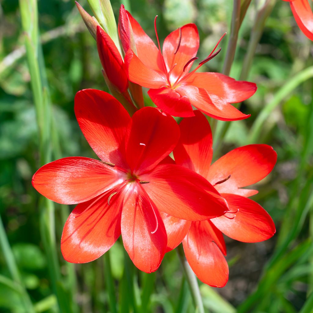 Schizostylis coccinea Major Lis des Cafres