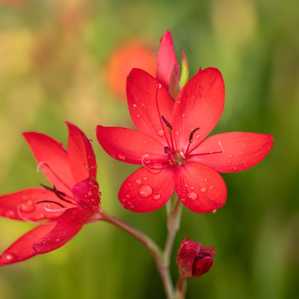 Schizostylis coccinea Major Lis des Cafres
