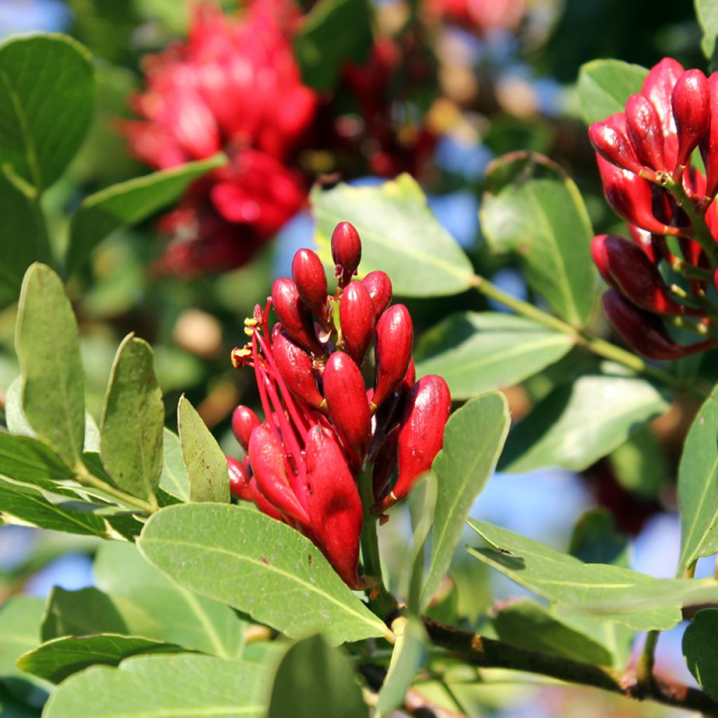 Mesibuuripuu - Schotia brachypetala