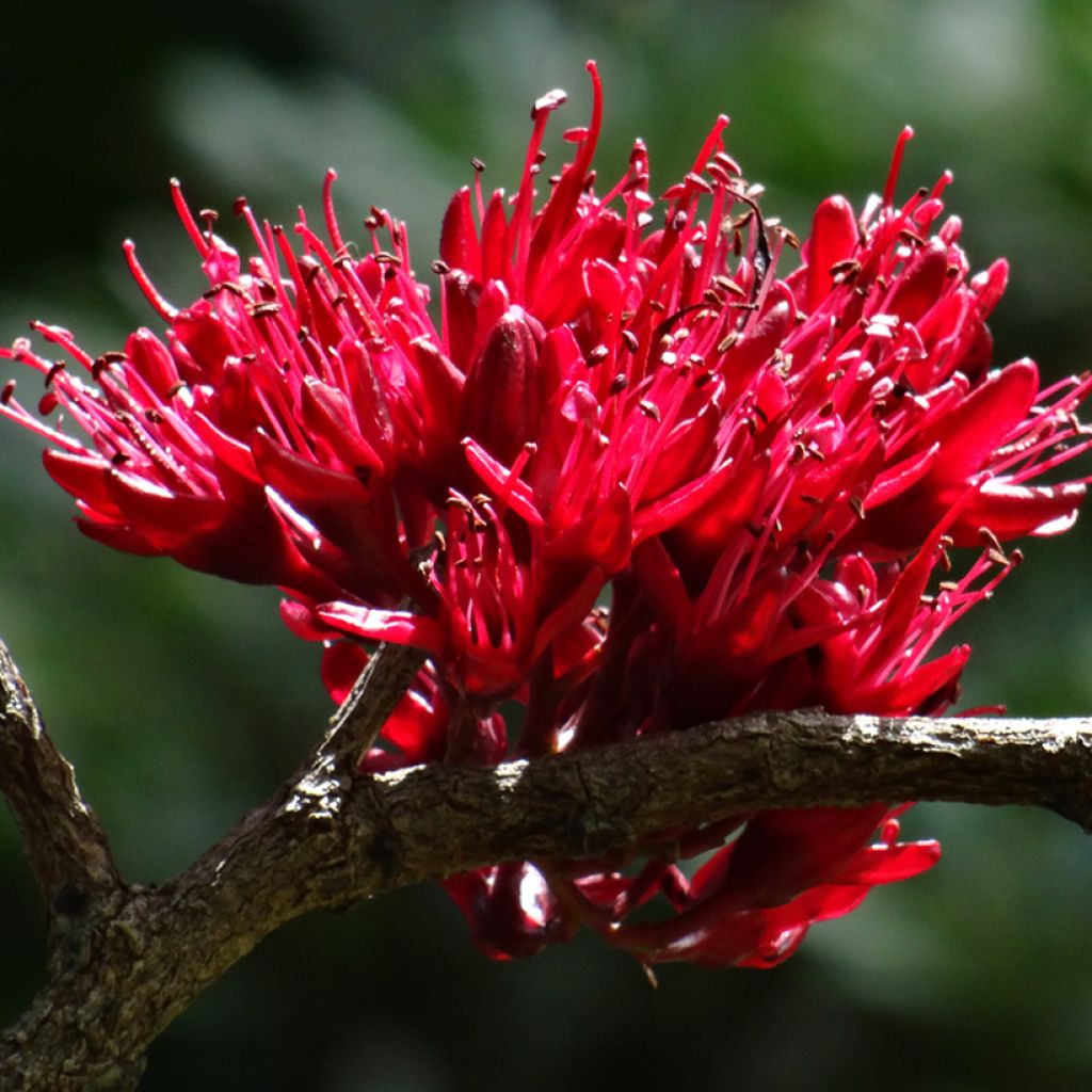 Mesibuuripuu - Schotia brachypetala