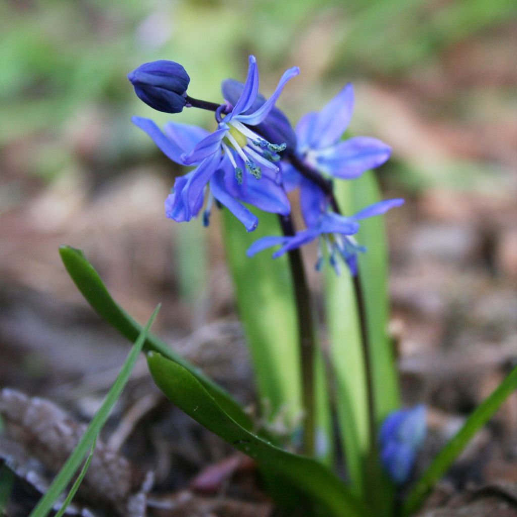 Idänsinililja - Scilla siberica