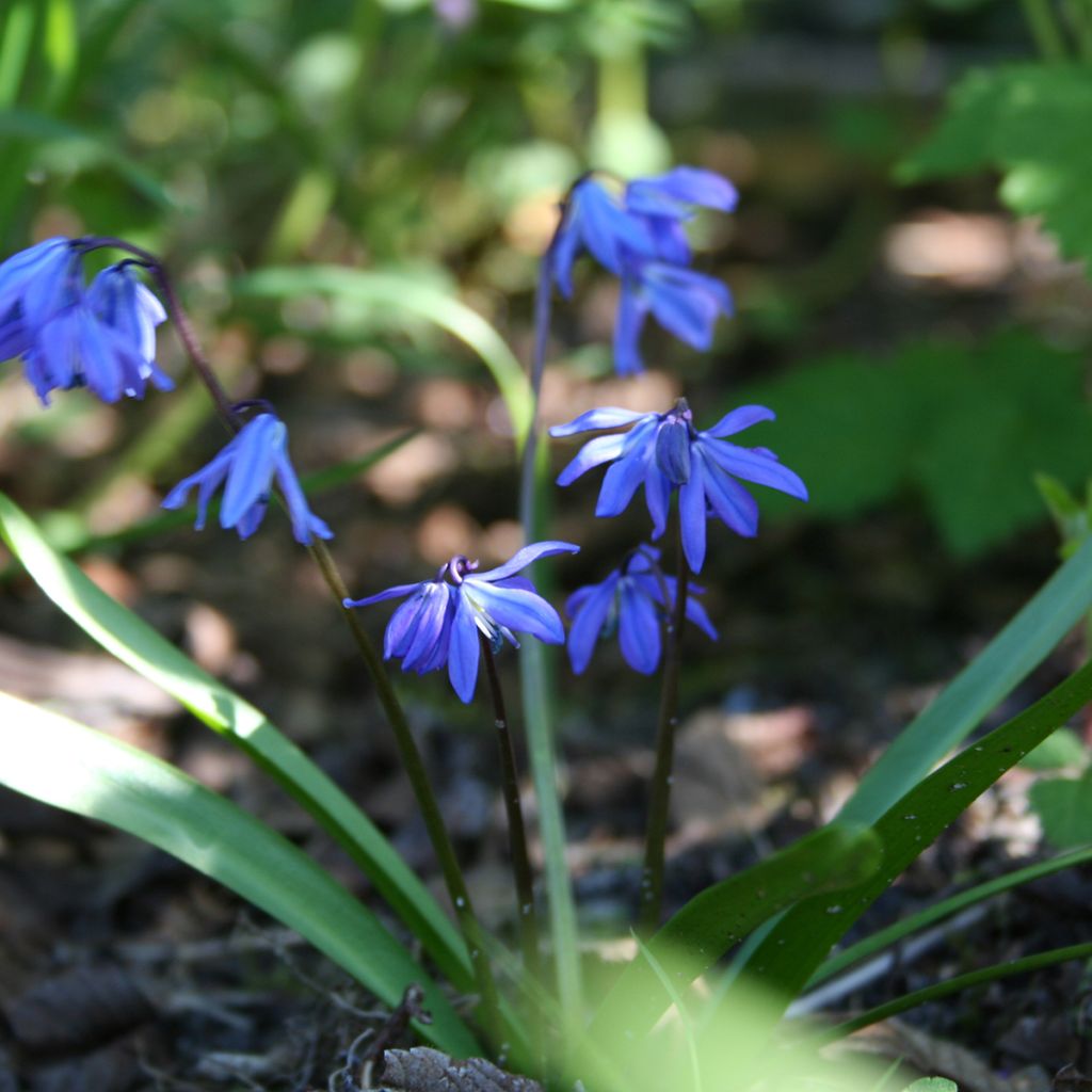 Idänsinililja - Scilla siberica