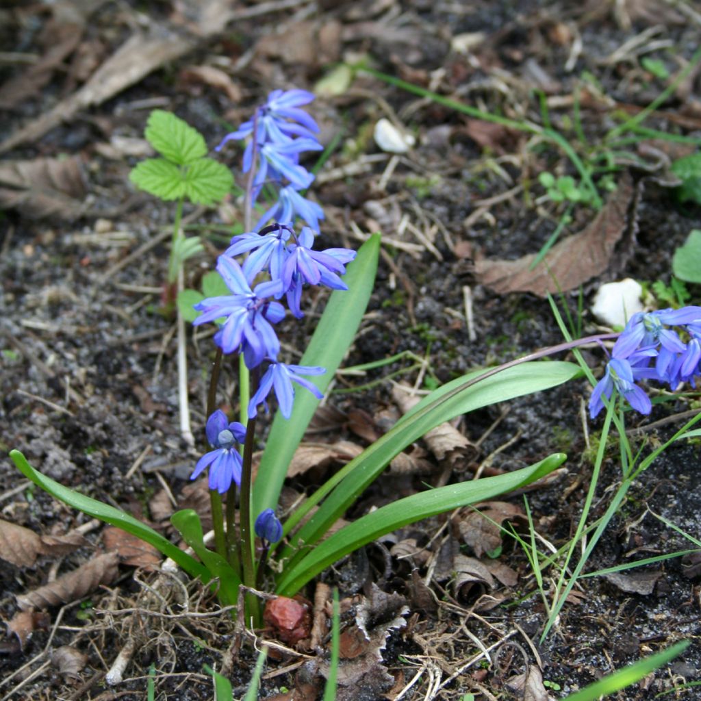 Idänsinililja - Scilla siberica