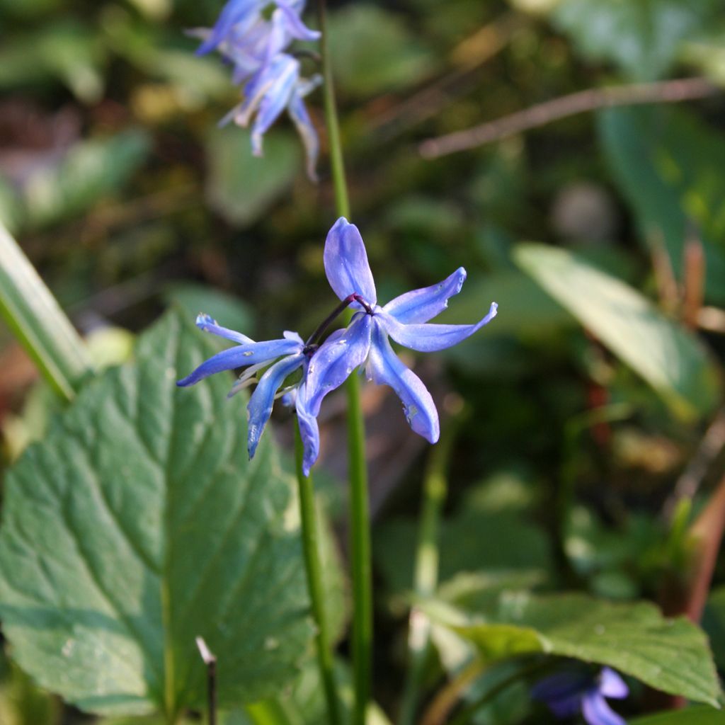Idänsinililja - Scilla siberica