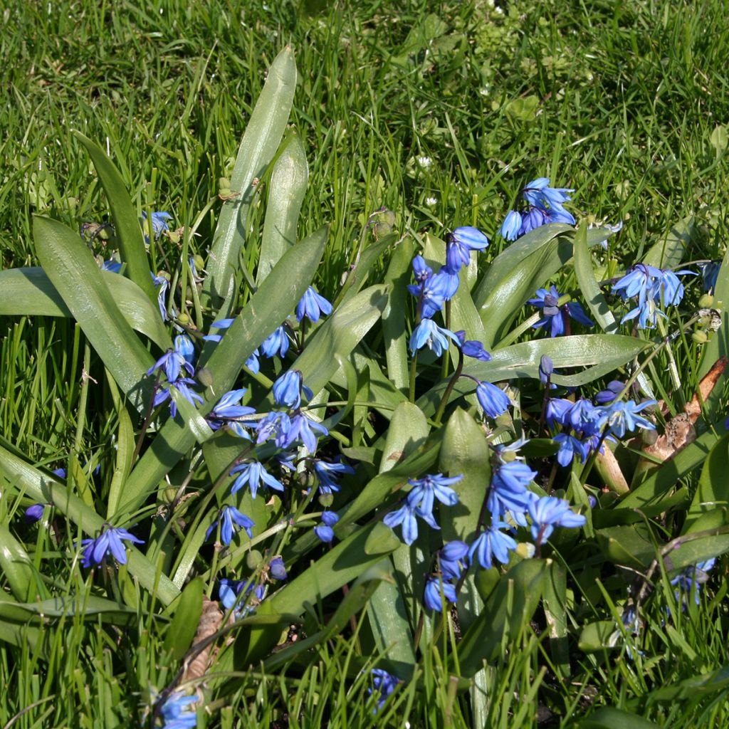 Idänsinililja - Scilla siberica
