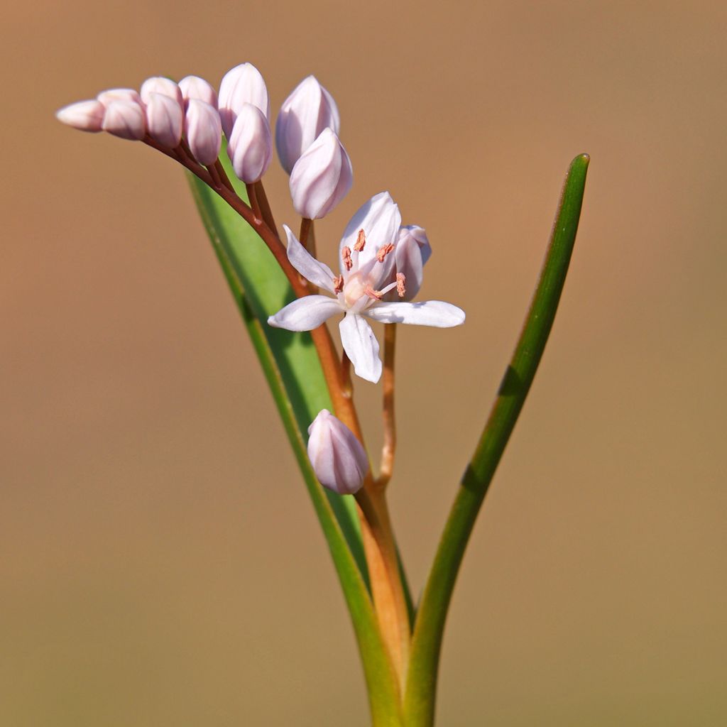 Pikkusinililja Rosea