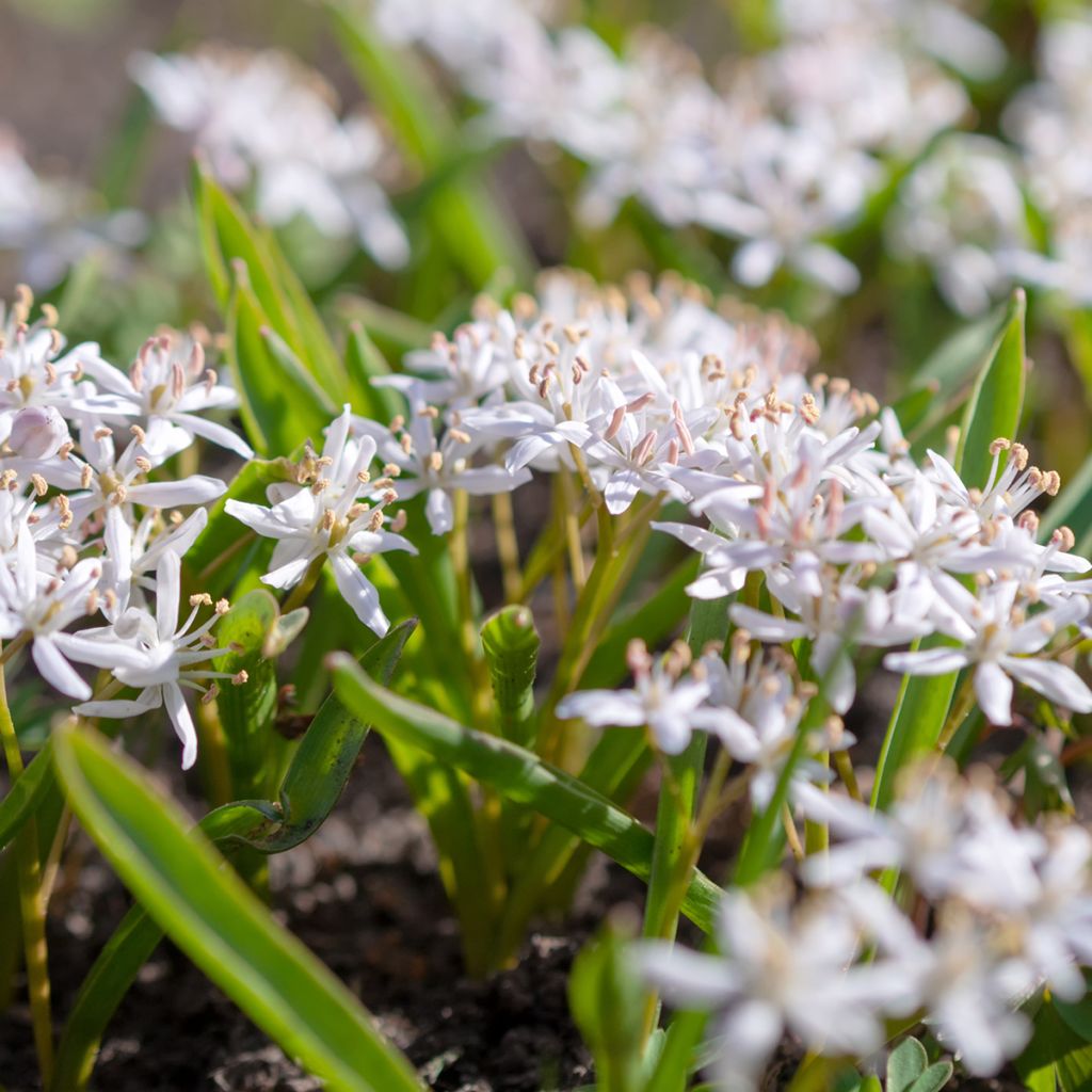 Pikkusinililja Rosea