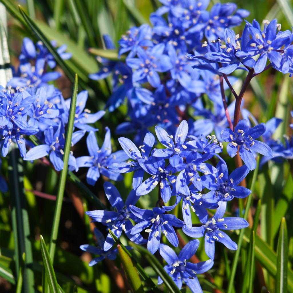 Pikkusinililja - Scilla bifolia