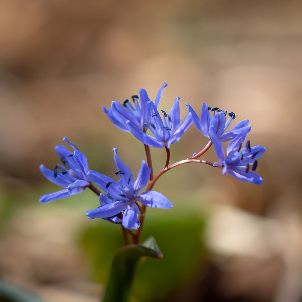 Pikkusinililja - Scilla bifolia