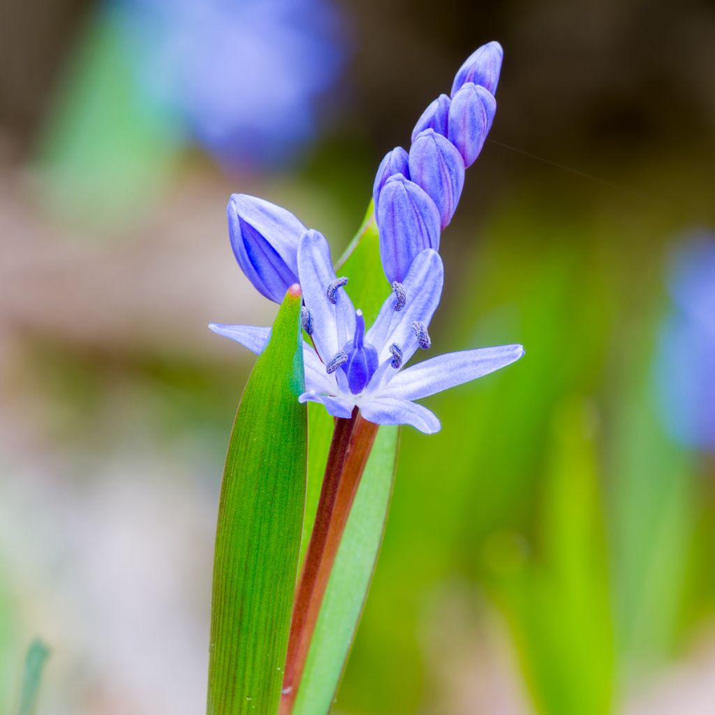 Pikkusinililja - Scilla bifolia