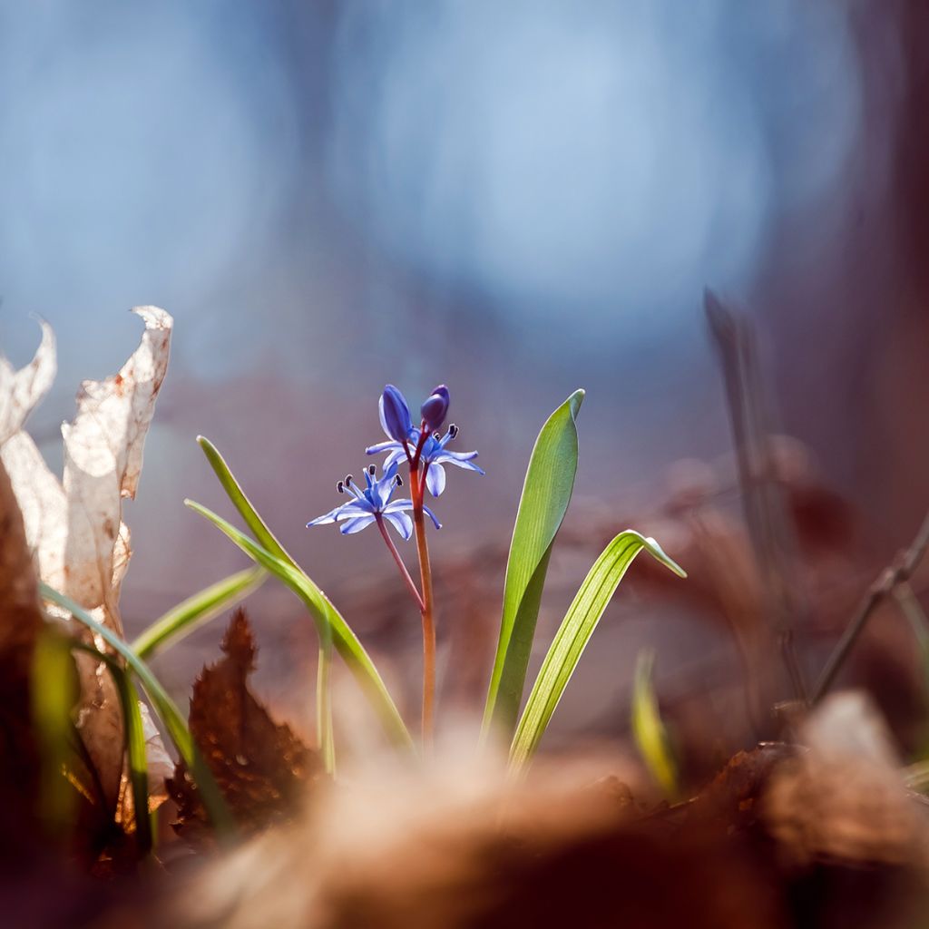 Pikkusinililja - Scilla bifolia