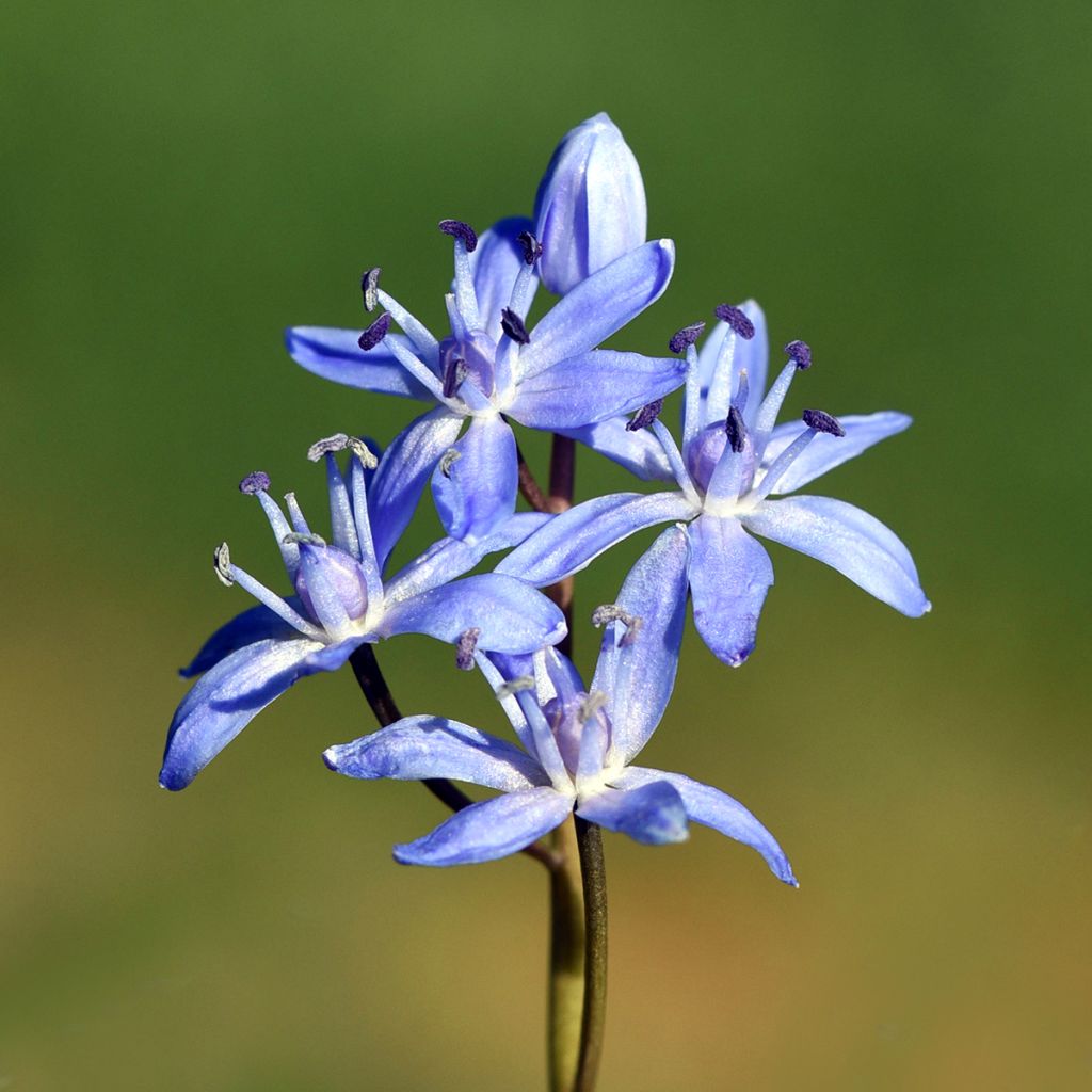 Pikkusinililja - Scilla bifolia