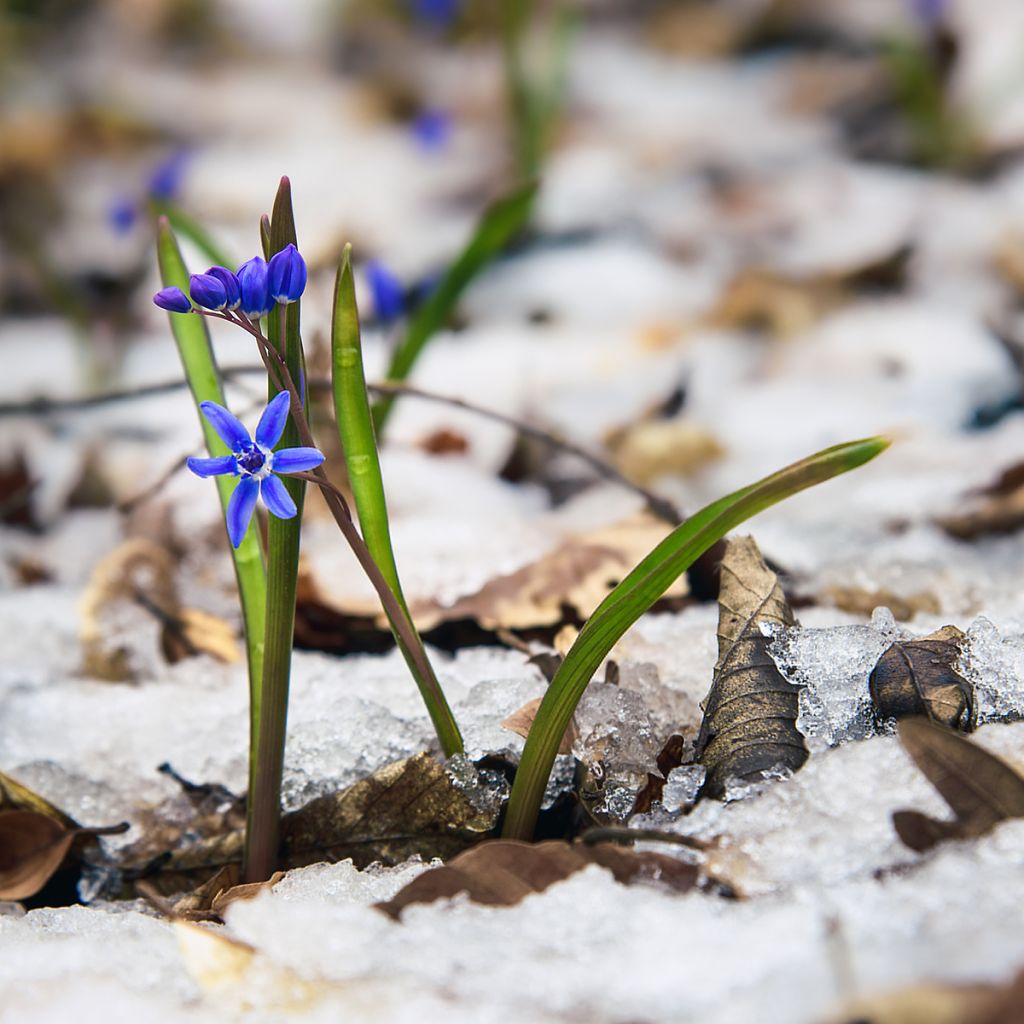 Pikkusinililja - Scilla bifolia