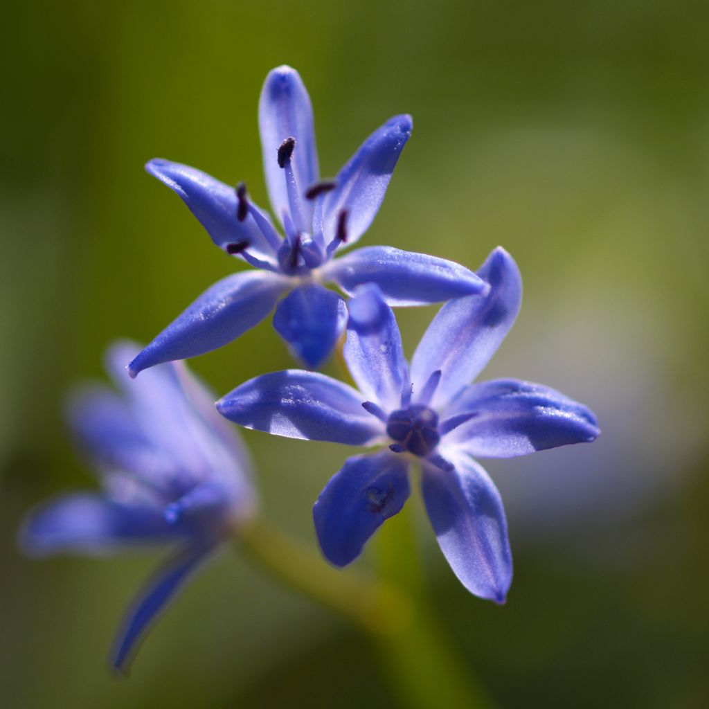 Pikkusinililja - Scilla bifolia